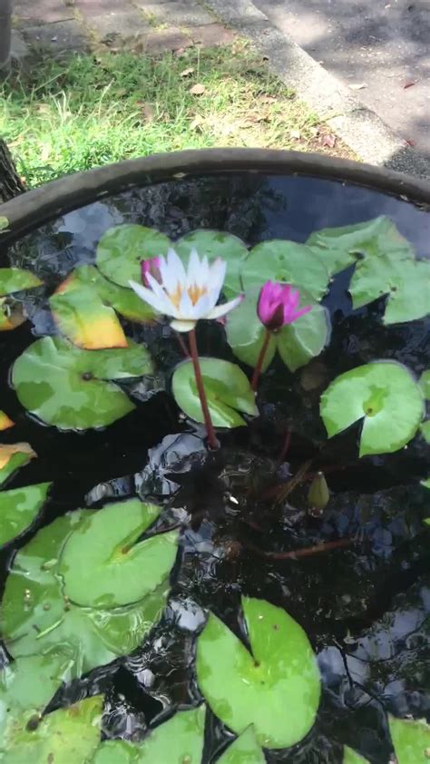 蓮花風水|【門口 養蓮花 風水】荷花的風水作用和禁忌 